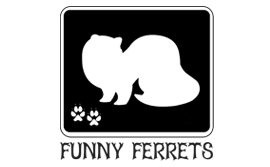 Funny Ferrets